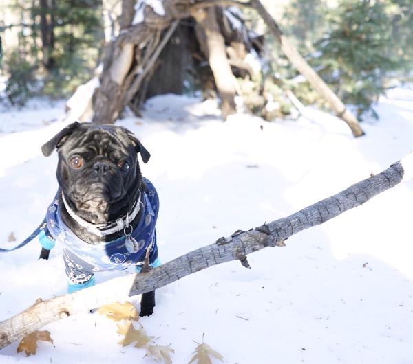/images/uploads/pug nation rescue of los angeles/pugnation2024/entries/31097thumb.jpg